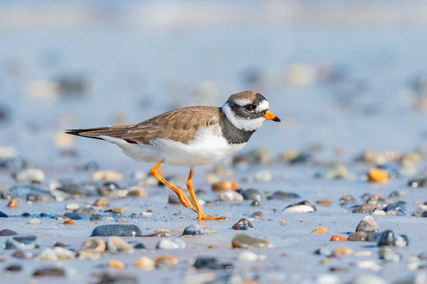  Sandregenpfeifer (Charadrius hiaticula)