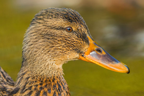 Stockente (Anas platyrhynchos)