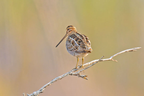 Wilsonbekassine (Gallinago delicata) auf einem Zweig. (Manitoba; Mai 2019) 