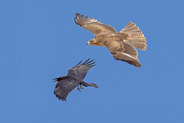 Wüstenrabe hasst Habichtsadler; Oman (Dezember 2025)