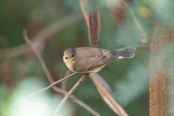 Zwergschnäpper (Ficedula parva)