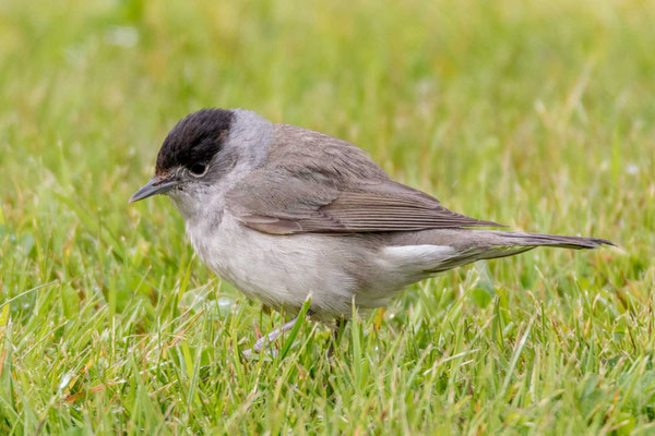 Mönchsgrasmücke (Sylvia atricapilla)