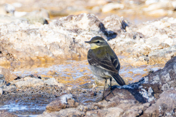 Tschuktschenstelze (Motacilla tschutschensis); Fuerteventura Januar 2025.