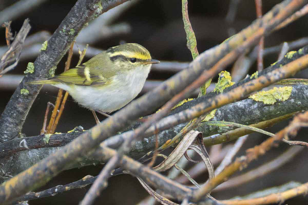 Goldhähnchen-Laubsänger (Phylloscopus proregulus) von der Seite. Helgoland, Oktober 2024,