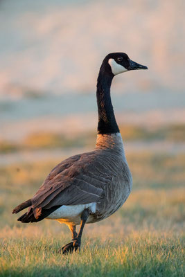 Kanadagans (Branta canadensis) 