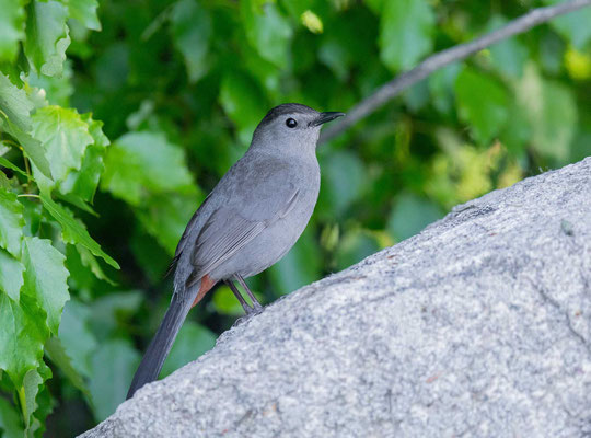 Katzenvogel (Dumetella carolinensis)