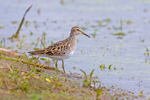 Graubruststrandläufer (Calidris melanotos)  