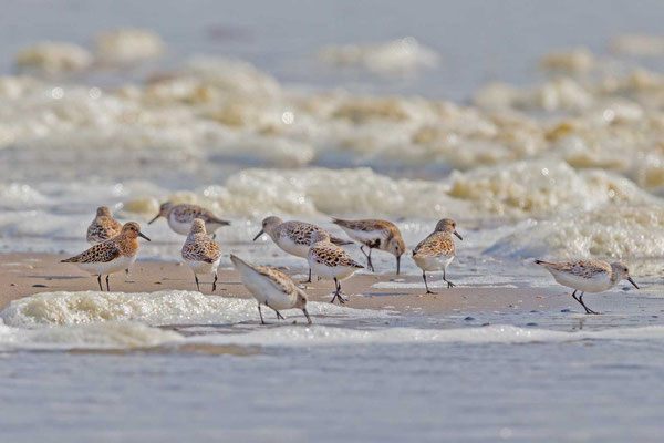 Sanderling (Calidris alba) im Übergangskleid