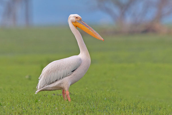 Rosapelikan (Pelecanus onocrotalus)