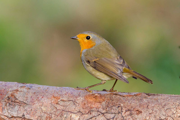 Rotkehlchen (Erithacus rubecula)