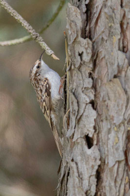 Waldbaumläufer (Certhia familiaris) an der Borke einer Kiefer.