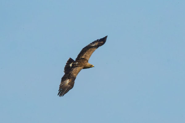 Schreiadler (Clanga pomarina) im Flug von oben.