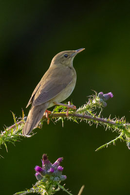 Schlagschwirl (Locustella fluviatilis)