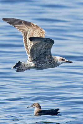 Balearensturmtaucher (Puffinus mauretanicus) in der französischen Biskaya. Wird von einer Mittelmeermöwe überflogen.