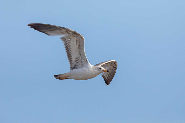 Ringschnabelmöwe (Larus delawarensis), im 2. Kalenderjahr