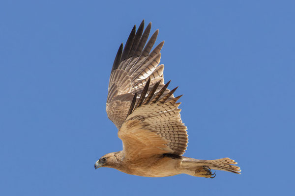 Habichtsadler (Aquila fasciata); Oman (Dezember 2025)