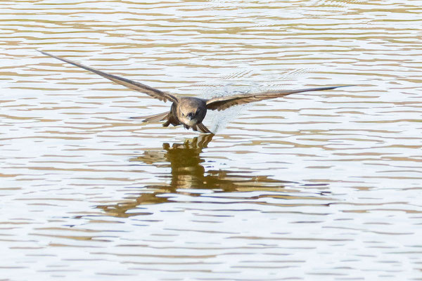 Mauersegler (Apus apus) fliegt knapp über der Wasseroberfläche, um zu trinken.