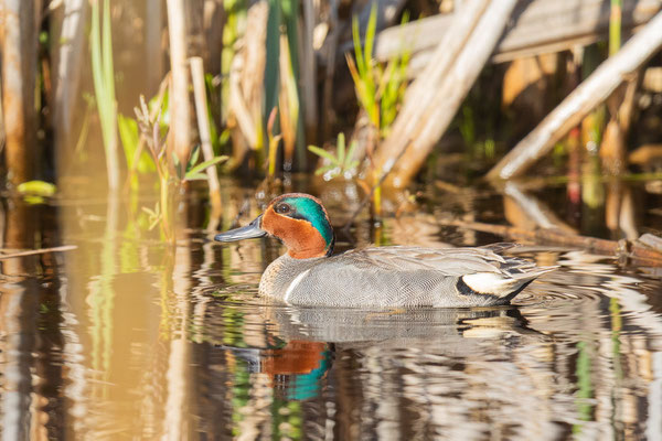 Schwimmende Männliche Carolinakrickente (Anas carolinensis)