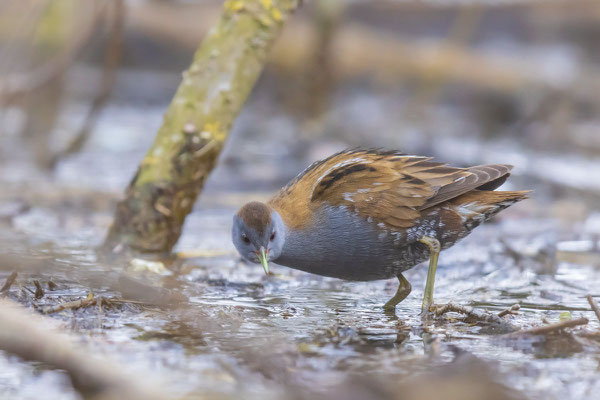 Kleinsumpfhuhn (Zapornia parva)