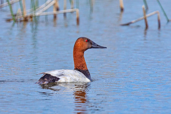 Männliche Riesentafelente (Aythya valisineria) im Prachtkleid (Manitoba, Juni). 