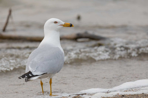 Ringschnabelmöwe (Larus delawarensis), Adult