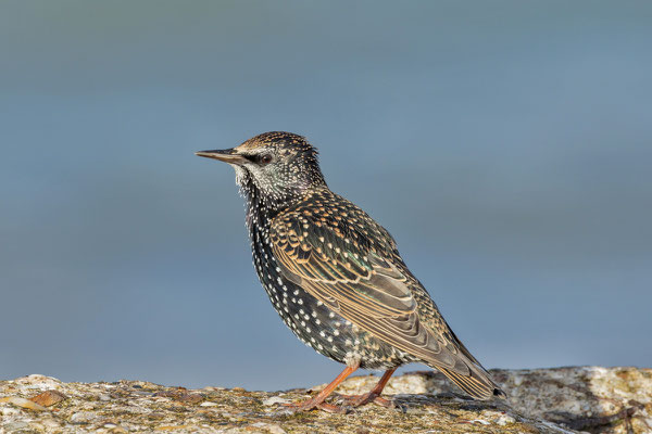 Star (Sturnus vulgaris) im Schlichtkleid sitz auf einer Mole.