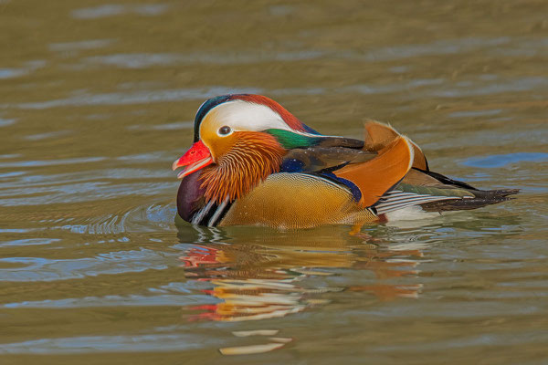  Männliche Mandarinente (Aix galericulata)