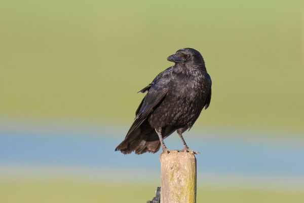 Rabenkrähe (Corvus corone)