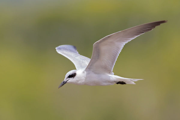  Lachseeschwalbe (Gelochelidon nilotica) im Schlichtkleid im Flug