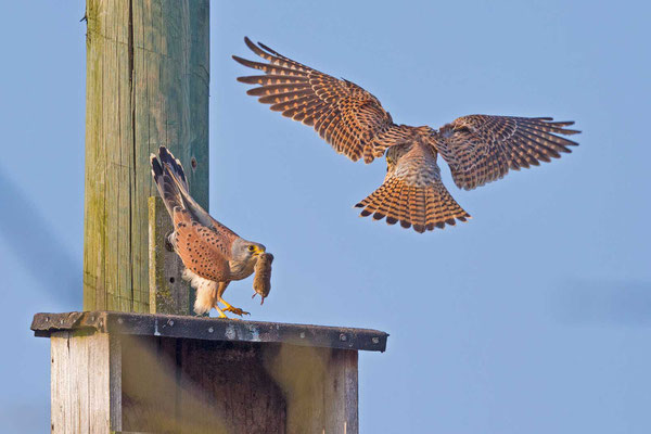 Turmfalke (Falco tinnunculus), Männchen und Weibchen bei der Balz