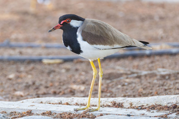 Rotlappenkiebitz  (Vanellus indicus); Oman (Dezember 2025), von Vorne.