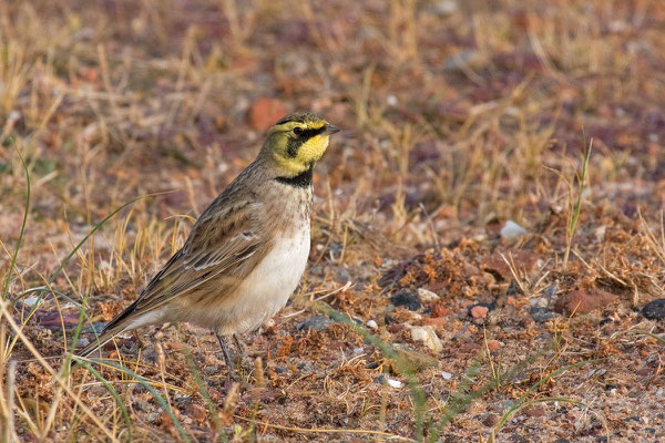 Ohrenlerche (Eremophila alpestris)