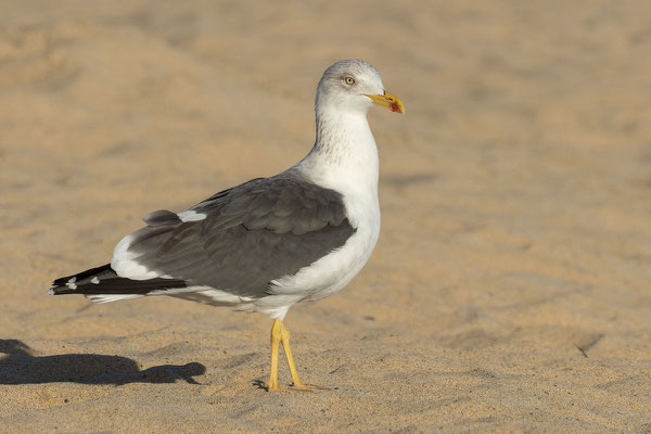 Heringsmöwe (Larus fuscus), adult im Schlichtkleid