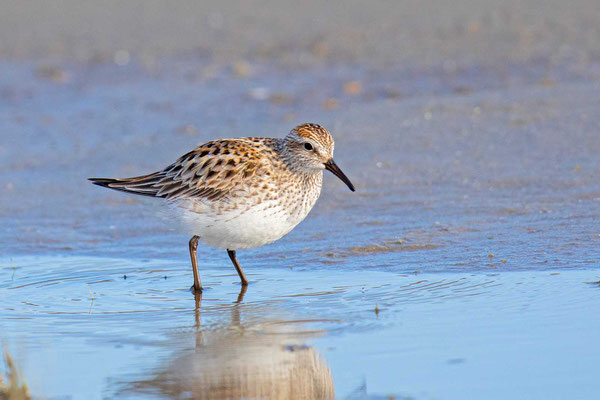 Weißbürzelstrandläufer (Calidris fuscicollis)