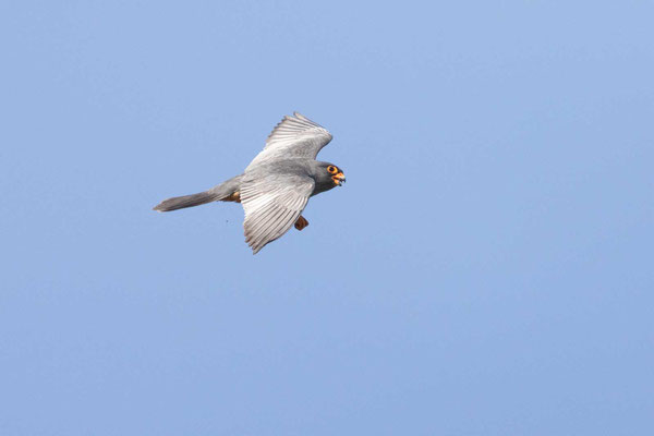 Männlicher Rotfußfalke (Falco vespertinus) fängt Insekten in der Luft 