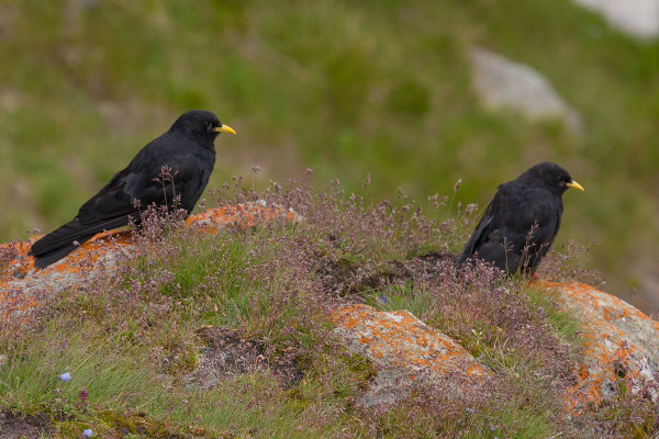 Alpendohle (Pyrrhocorax graculus) auf einer Almwiese