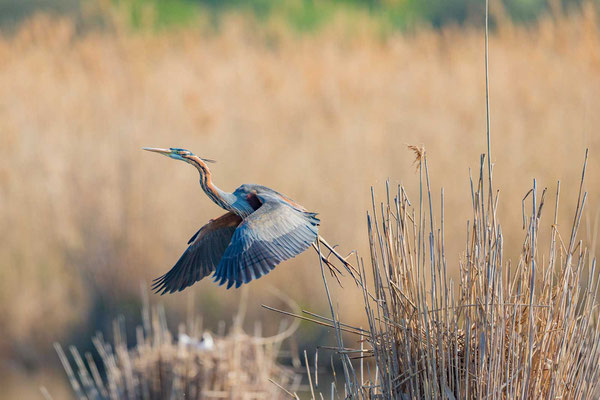 Purpurreiher (Ardea purpurea) fliegt vom Nest auf.