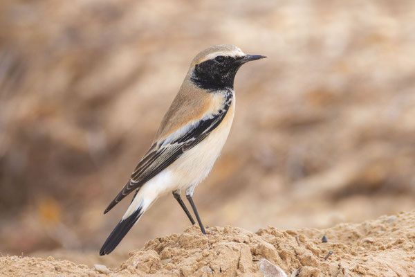 Wüstensteinschmätzer (Oenanthe deserti); adultes Männchen; Oman; (Dezember 2025).