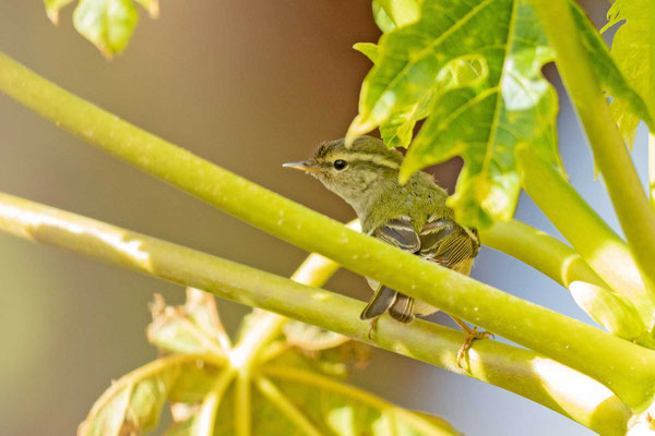 Gelbbrauen-Laubsänger (Phylloscopus inornatus) in einer Palme. (Fuerteventura, Januar, 2019)