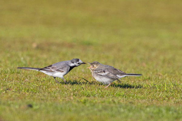 Bachstelze (Motacilla alba), Weibchen füttert Jungvogel