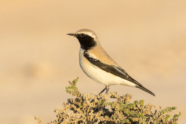 Wüstensteinschmätzer (Oenanthe deserti); adultes Männchen; Oman; (Dezember 2025).