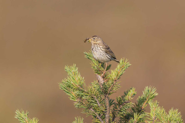 Baumpieper (Anthus trivialis) 