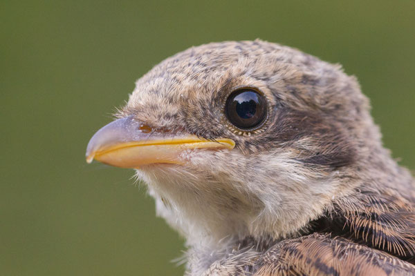 Neuntöter (Lanius collurio), flügger Jungvogel