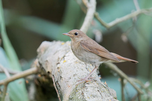 Sprosser (Luscinia luscinia) sitzt auf einem Ast im Oderbruch bei Stolpe.