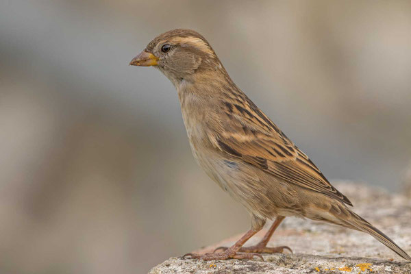 Weiblicher Haussperling (Passer domesticus) streckt den Hals. 