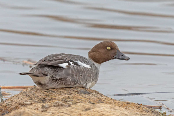 Schellente (Bucephala clangu), Weibchen