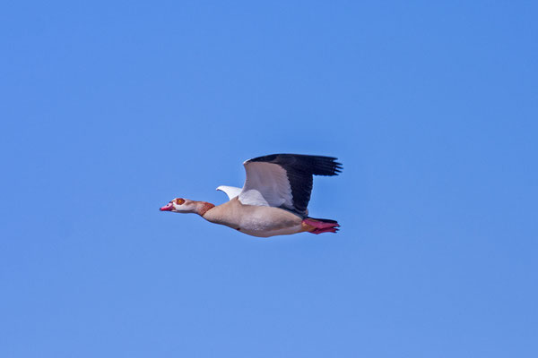 Nilgans (Alopochen aegyptiaca), Flugbild