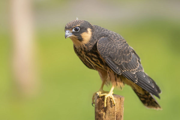 Baumfalke (Falco subbuteo), Jungvogel