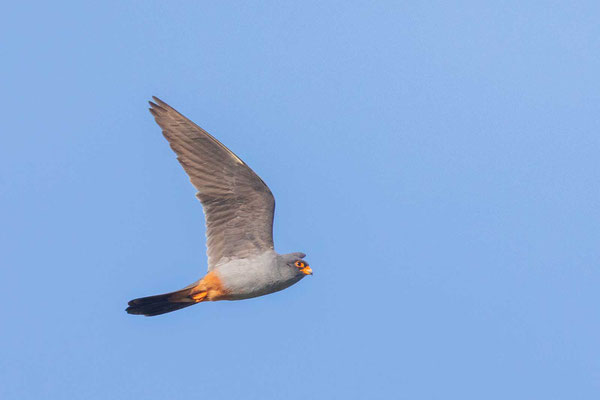 Männlicher Rotfußfalke (Falco vespertinus) Flugbild