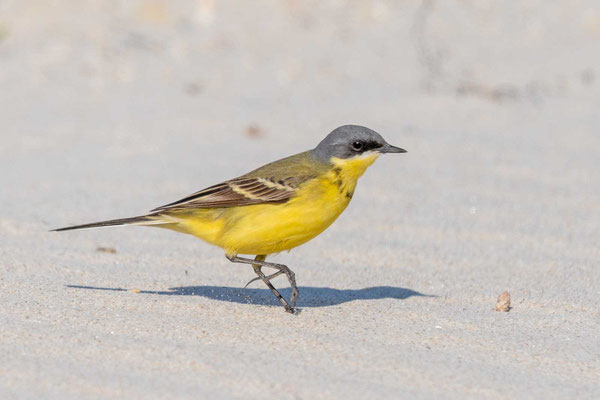 Thunbergschafstelze (Motacilla flava thunbergi), Männchen